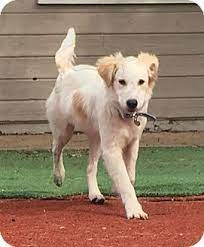 Golden Retriever English Setter Mix Puppy For Adoption In Carlsbad California Bailey Golden Retriever English Golden Retrievers Golden Retriever Adoption