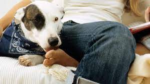 Why Does My Dog Lick My Legs And Should I Be Concerned Dogisa