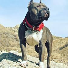Www Gannicus Com Tr Tasmalari Turkey Ist 0212 417 81 33 Bully Dog Pitbull Terrier Pitbull Xxl
