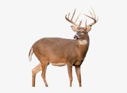 Whitetail Deer Png White Tail Buck Transparent Background Png Image Transparent Png Free Download On Seekpng To created add 20 pieces, transparent deer images of your project files with the background cleaned. whitetail deer png white tail buck