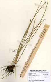 Image result for Eleocharis variegata