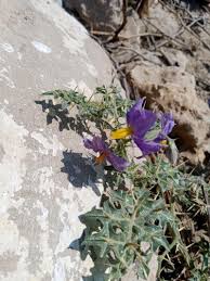 Image result for Solanum torreanum