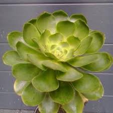 Image result for Hereroa glenensis