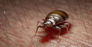 Family home pest control offers bed bug removal in the portland. How To Avoid Bed Bugs While Traveling New Leaf Pest Control