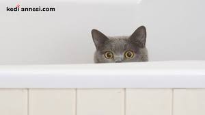 Kedi Tuvalet Egitimi Ve Madde Madde Yapilmasi Gerekenler Kediannesi Com