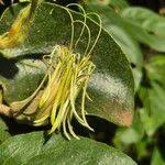 Image result for Erianthemum dregei