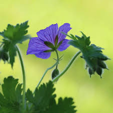 Image result for Geranium bohemicum Orhcid Blue