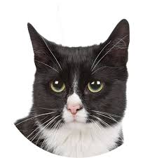 (1 days ago) pet euthanasia. At Home Euthanasia East Bay Peaceful Pet Passing