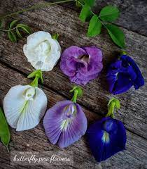 Bunga Telang Clitoria Ternatea Selain Edible Bunganya Yg Merambat Bisa Sekaligus Sebagai Tanaman Hias Dan Peneduh Memiliki Bunga Tanaman Bunga Warna