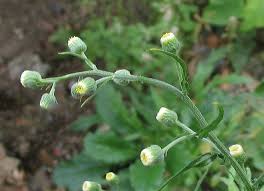 Image result for Conyza