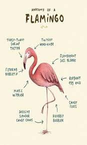 Flamingo Identity Flamingo Flamingo Facts Flamingo Pictures