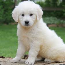 Don't miss what's happening in your neighborhood. English Cream Golden Retriever For Sale In Florida