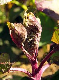 We have decided to share some of the most favourite yes, natural aphid spray vinegar is used by many hobby gardeners because of its effectiveness. How To Get Rid Of Aphids Organically Rediscover