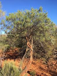 Image result for Oldfieldia