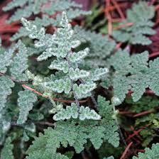 Image result for Cheilanthes