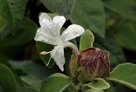 Image result for Barleria albostellata