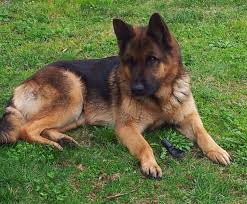 201 gruppo 1 cani da pastore e bovari (esclusi bovari svizzeri) sezione 1 cani da pastore standard n. Il Pastore Tedesco Caratteristiche Ed Addestramento