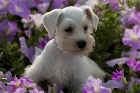 230 bammel westfield road, houston, texas 77090. Akc White Miniature Schnauzer Puppies For Sale In Houston Texas Classified Americanlisted Com