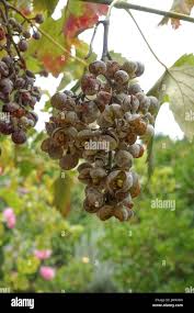 Image result for Uncinula necator