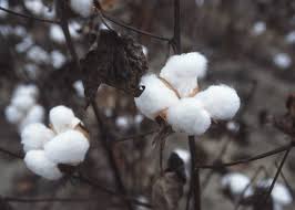At high country marine we provide a range of services at our lighthouse office located on lake whitingham. Cotton Wikipedia