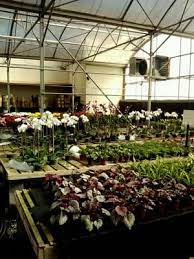 Flowervision birmingham is a cash & carry total wholesale flowers supplier plus plants and sundries. Halls Birmingham Wholesale Florist 100 6th Ave Sw Birmingham Al Florists Wholesale Mapquest