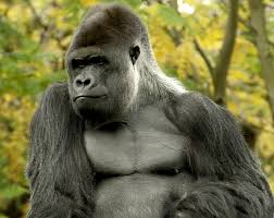 How big is a silverback gorilla. Can You Get As Big And Strong As A Gorilla By Copying What A Gorilla Eats 9coach