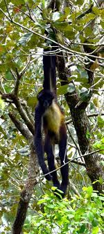 If You Are Lucky You Might Get To See One Of These Little Friends Thingsdocancunmexico Do Cancun Cancun Thing Belize Travel Belize Vacations Spider Monkey