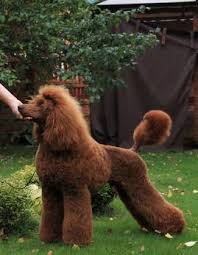 Maybe you would like to learn more about one of these? Palmares Red Standard Poodles Red Standard Poodles Dogs
