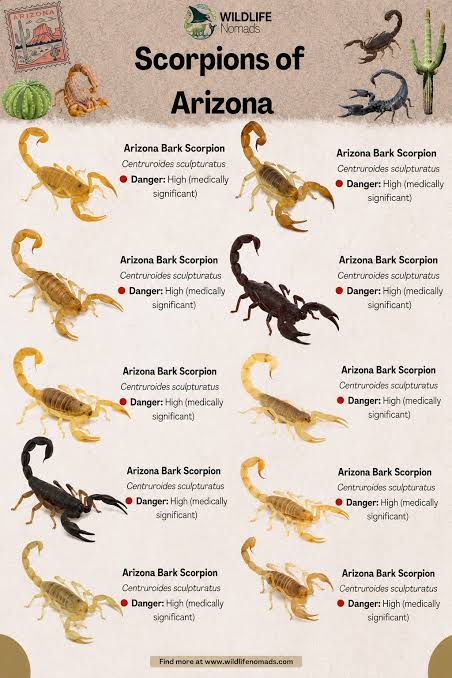 The largest scorpion in the United States has venom so mild it is described  as harmless to humans. The most dangerous scorpion in the United States  carries a neurotoxin that can hospitalize
