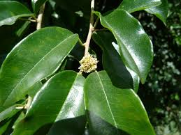 Image result for Maclura africana