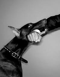 pin by elizaveta on black factory doberman doberman dogs doberman puppy