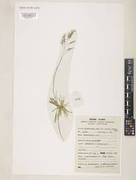 Image result for Eragrostis gangetica