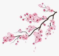 Cherry Blossom Gif Transparent Hd Png Download Transparent Png Image Pngitem The fact that the time sakura stayed in is very short, which means that life in japan is temporary. cherry blossom gif transparent hd png