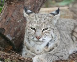 I guess they didn't feel they were necessary. Windsong Big Cat Rescue