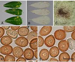 Image result for Pittosporum abyssinicum