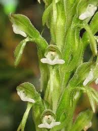 Image result for Manniella