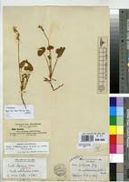 Image result for Oxalis anthelmintica