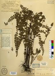 Image result for Lindsaeaceae