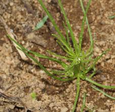 Image result for Spergula arvensis