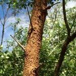 Image result for Searsia gueinzii