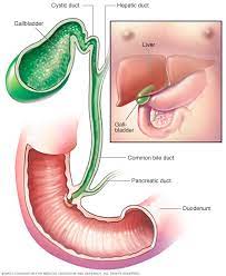 Maybe you would like to learn more about one of these? Egzotikus Krikett Csokkento Cholecysta Fal Studio De Soins Com