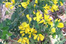 Few shrubs produce such magnificent conical flower spikes! Genista Monspessulana