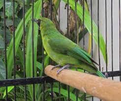 Mengingat antara burung jantan dan betina memiliki ciri fisik yang hampir sama. Ciri Cucak Lumut Jantan Dunia Binatang