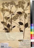 Image result for Helichrysum schimperi