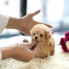 Ginger Teacup Poodle Female Is Here Rollyteacuppuppies Golden Cream Coat With Adorable Tedd Teddy Bear Puppies Teacup Poodle Puppies Teacup Puppies