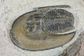 Image result for Harpochloa pseudoharpechloa