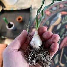 Image result for Albuca setosa