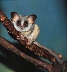 Bushbaby Cute Animals Animals Unusual Animals