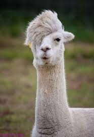 صور حيوانات مضحكة 2017 احلى صور مضحكة للحيوانات طريفة Animal Captions Funny Animal Pictures Bones Funny