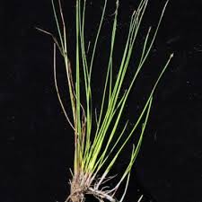 Image result for Eleocharis marginulata